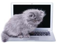 Cute little kitten and laptop computer photo