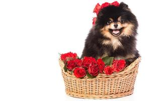 Spitz dog in the basket with flowers photo