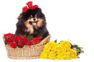 Spitz dog in the basket with flowers photo