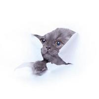 Kitten looking out from hole of torn paper photo