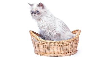 Persian cat in the basket photo