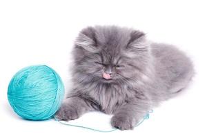 Cute little kitten and ball of yarn photo