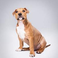 Cute staffordshire terrier puppy photo