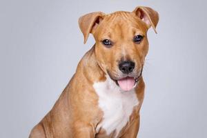 Cute staffordshire terrier puppy photo