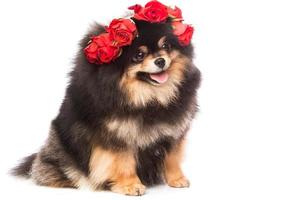 Cute pomeranian spitz photo