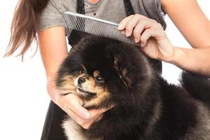 Combing a dog photo