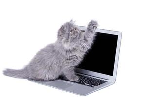 Cute little kitten and laptop computer photo