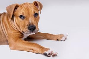 Cute staffordshire terrier puppy photo