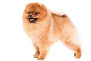 Cute pomeranian spitz photo