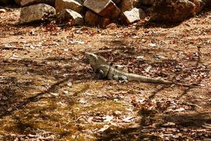 Black spiny-tailed iguana photo