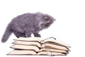 Cute little kitten and books photo