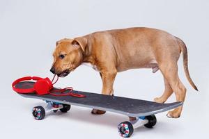 Staffordshire terrier puppy and skateboard photo