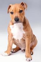 Cute staffordshire terrier puppy photo