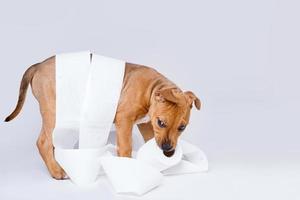 Staffordshire terrier puppy and roll of toilet paper photo