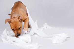 Staffordshire terrier puppy and roll of toilet paper photo