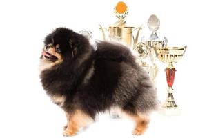 Pomeranian spitz dog with winner cups photo