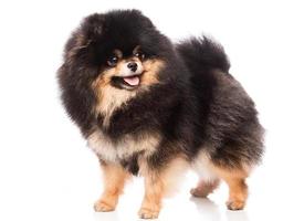 lindo pomerania pomerania foto