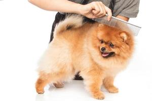 Combing a dog photo