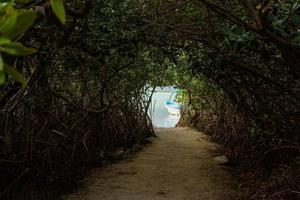 Tunnel in jungle to the lake photo