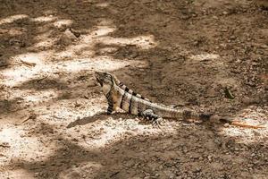 iguana negra de cola espinosa foto