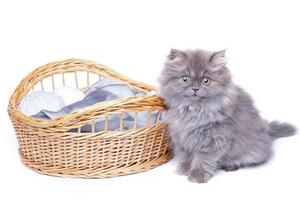 Cute little kitten and wicker basket photo