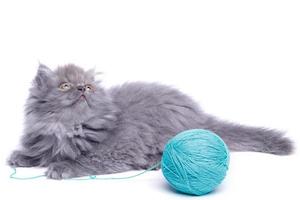 Cute little kitten and ball of yarn photo