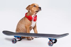 Staffordshire terrier puppy and skateboard photo