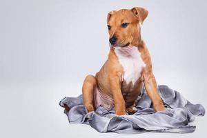 Cute staffordshire terrier puppy photo