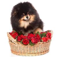 Spitz dog in the basket with flowers photo