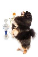 Pomeranian spitz dog with winner cups photo