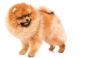 lindo pomerania pomerania foto