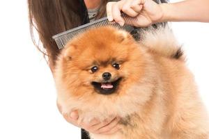 Combing a dog photo