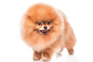 Cute pomeranian spitz photo