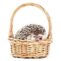 African hedgehog in the basket photo