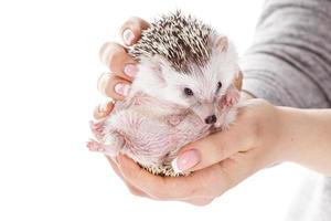 Small african hedgehog in female hands photo