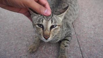 un gato disfrutando cuando le rascan la cabeza video