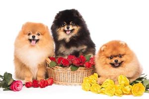 Spitz dogs in the basket with flowers photo
