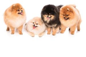 Group of pomeranian spitz dogs photo