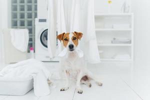 White and brown dog bites washed linen hanging on clothes dryer, sits on floor in laundry room near basin full of towels. Home and washing. photo