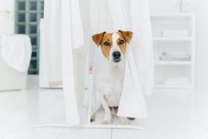 Small pedigree dog poses on white floor in laundry room near white linen drying on clothes horse. Animal in washing room. White color prevails photo