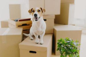 Funny dog sits on carton boxes, green indoor plant near, relocates in new modern apartment, has brown ears, white fur, happy to live in expensive house. Animals, moving day and housing concept photo