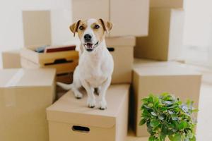 perro divertido se sienta en cajas de cartón, planta interior verde cerca, se traslada a un apartamento nuevo y moderno, tiene orejas marrones, pelaje blanco, feliz de vivir en una casa cara. animales, día de mudanza y concepto de vivienda foto