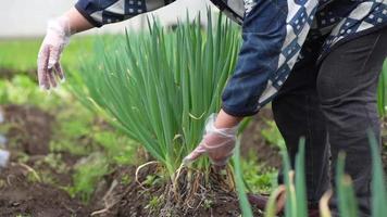 vrouwen die groene uien oogsten video