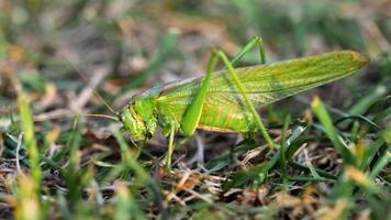 Big green locust female lays eggs in the soil close up, slow motion. video