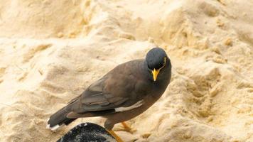 vanlig myna -acridotheres tristis- på sanden på Karon Beach, Phuket, Thailand video