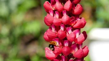 abejorro recogiendo néctar y polen de las flores de lupino rojo.