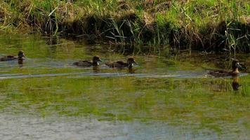 Famille de canard colvert sur l'étang video