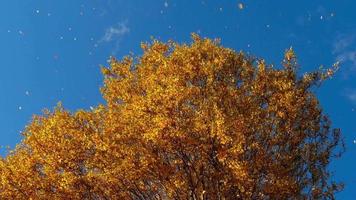 Autumn tree tops golden autumn trees tops against the sky, leaves fall video