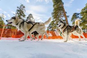 competición de carreras de trineos tirados por perros. perros husky siberianos en arnés. desafío del campeonato de trineo en el frío bosque de invierno de rusia. foto