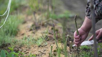 Frau, die Spargel erntet video